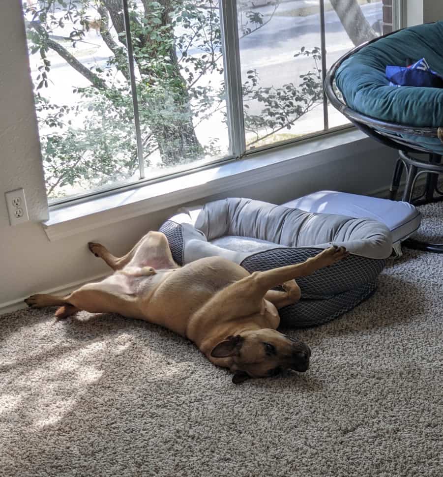 Photo of dog laying on his back on the floor